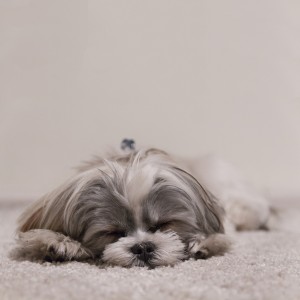 Unsplash_Sleeping Puppy_YkVgR2U