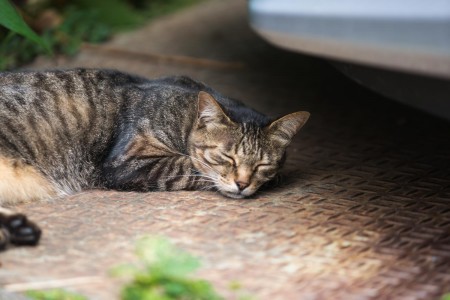 ねこ